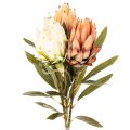 Floristik24 Umělý květ protey (Leucadendron) s dlouhým stonkem, 65 cm, 3 kusy