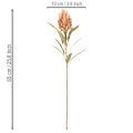 Umělý květ protey (Leucadendron) s dlouhým stonkem, 65 cm, 3 kusy | Floristik24.cz