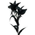 Floristik24 Umělý květ lilie černá 84cm