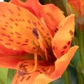 Umělý květ pomeranče Alstroemeria, umělá kytice, 75 cm, 3 kusy | Floristik24.cz