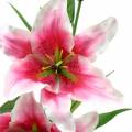 Floristik24 Orientální lilie &quot;Stargazer&quot; bílá, růžová 86cm