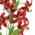 Floristik24 Lily červená 82 cm