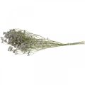 Floristik24 Suché květy, mořská levandule, statice tatarská, mořská levandule, limonium violet L45–50cm 30g