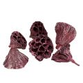 Floristik24 Lotosové tobolky, sušené květy, lotosové cibule růžové, prané bílé 50 kusů