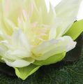 Floristik24 Lotosový květ plovoucí 18cm bílý 3ks