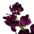 Floristik24 Mokara orchidej fialová 50cm umělá 6ks
