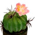Floristik24 Mini kaktus s květinami V9-12cm 4ks