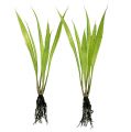 Floristik24 Mini tráva s kořeny 18cm zelená 6ks