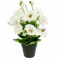 Floristik24 Mák v květináči bílé hedvábné květy květinová výzdoba