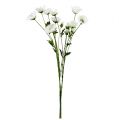 Floristik24 Vlčí květ růže bílá 3ks