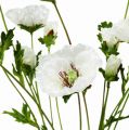 Floristik24 Vlčí květ růže bílá 3ks