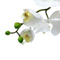 Floristik24 Můří orchidej 75cm bílá