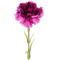 Floristik24 Umělý karafiát, dvoubarevný, dlouhý stonek 56 cm, kytice 8 ks