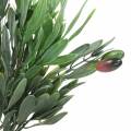 Floristik24 Umělá olivová ratolest zelená 27 cm 7 pramenů