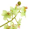 Floristik24 Orchidej 97cm světle zelená
