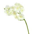 Floristik24 Orchidej krémová-bílá L57cm 6ks