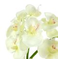 Floristik24 Orchidej krémová-bílá L57cm 6ks