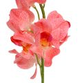 Floristik24 Orchidej Mokara Losos 50cm 6ks