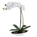 Floristik24 Orchidej Phalaenopsis v misce bílá H40cm