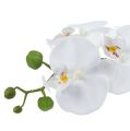 Floristik24 Orchidej Phalaenopsis v misce bílá H40cm