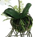 Floristik24 Orchid Phalaenopsis na zavěšení H26cm Krém
