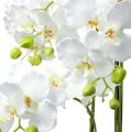 Floristik24 Orchidej bílá se zeměkoulí 110cm