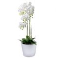 Floristik24 Orchidej bílá se zeměkoulí 110cm