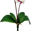 Floristik24 Orchidej se 2 větvemi 60cm bílo-růžová