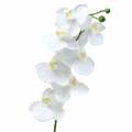 Floristik24 Orchidej bílá 77cm