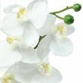 Floristik24 Orchidej bílá 77cm