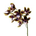 Floristik24 Orchidej Cymbidium zelená, fialová L38cm 4ks