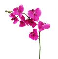 Floristik24 Orchidej Phalaenopsis růžová 75cm