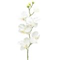 Floristik24 Orchidej Phalaenopsis umělá 6 květů bílá krémová 70cm