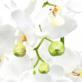 Floristik24 Umělá orchidej do květináče bílá 80cm