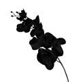 Floristik24 Orchidej černá L80cm