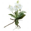 Floristik24 Orchidej bílá s mechovými kuličkami a kořínky 36cm