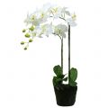 Floristik24 Orchidej bílá na 65cm žárovce