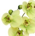 Floristik24 Orchideje v zeleném květináči H30cm