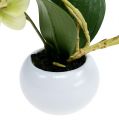 Floristik24 Orchideje v zeleném květináči H30cm