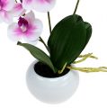 Floristik24 Orchideje v květináči V30cm bílo-růžové