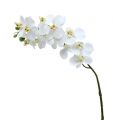 Floristik24 Větev orchideje bílá L58cm
