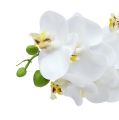 Floristik24 Větev orchideje bílá L58cm
