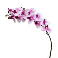 Floristik24 Větev orchideje bílo-růžová L58cm