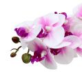 Floristik24 Větev orchideje bílo-růžová L58cm