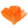 Floristik24 Palmové vlákno pastelově oranžová 400gr