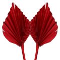 Floristik24 Palmspear Red 65ks
