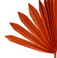 Floristik24 Palmspear Sun Orange 30ks