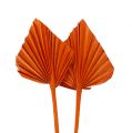 Floristik24 Palmspear mini pomeranč 100ks
