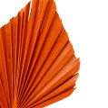 Floristik24 Palm Spear Orange 65ks
