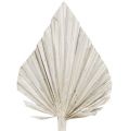Floristik24 Palmový oštěp umytý bílý 10cm - 15cm L33cm 65p